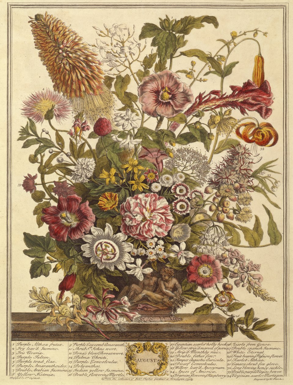 8月、ロバートファーバー作の花の12か月（c.1674-1756）からヘンリーフレッチャー（色の彫刻） 作： Casteels後のPieter