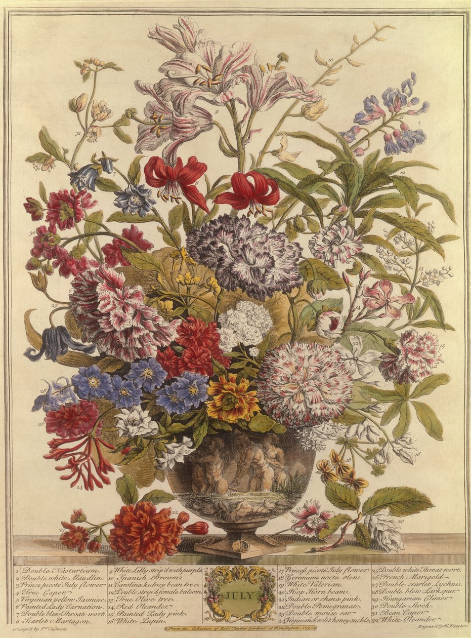 7月、ヘンリーフレッチャーによって彫刻されたロバートファーバー（c.1674-1756）の12か月の花から（カラー彫刻） 作： Casteels後のPieter