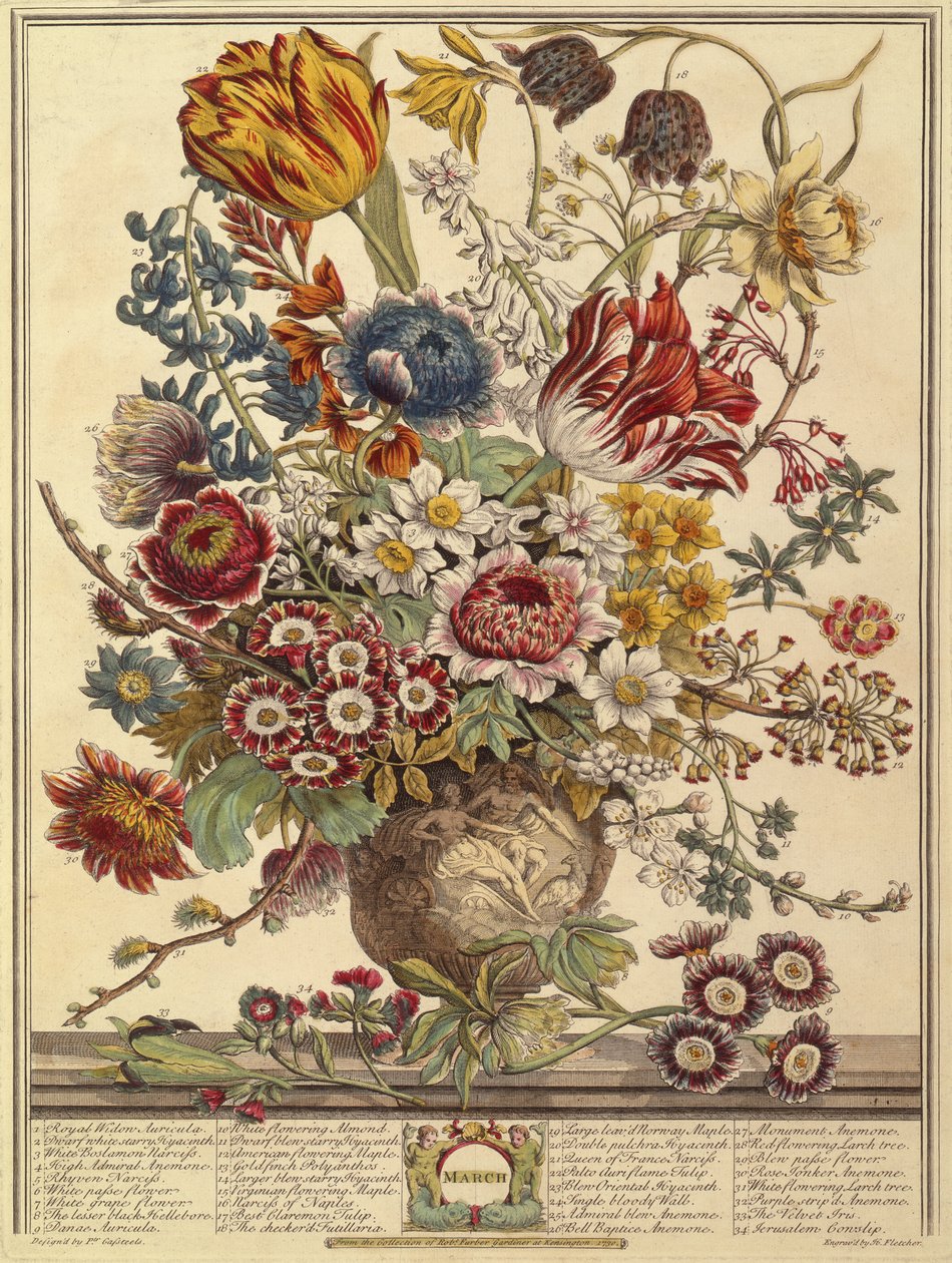 3月、ヘンリーフレッチャーの彫刻によるロバートファーバー（c.1674-1756）の12か月の花から（カラー彫刻） 作： Casteels後のPieter
