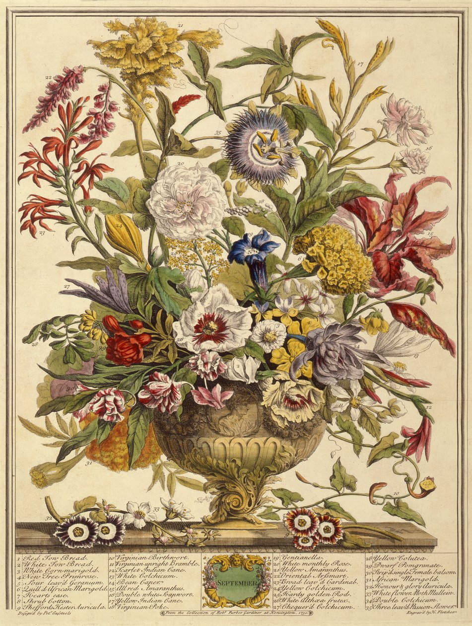 9月、ヘンリーフレッチャーによって彫刻されたロバートファーバー（c.1674-1756）の12か月の花から（カラー彫刻） 作： Casteels後のPieter