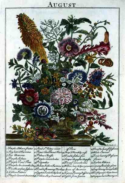 ロバート・ファーバー（c.1674-1756）の「The Flower Garden Displayed」より「8月」、ジェームズ・スミスのエングレーヴィング、パブ。1732年（彩色済み彫刻） 作： Pieter（後）Casteels