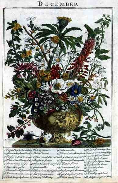 ロバート・ファーバー（c.1674-1756）の「The Flower Garden Displayed」より、12月、ジェームズ・スミスのエングレーヴィング。1732年（彩色された彫刻）。 作： Pieter（後）Casteels