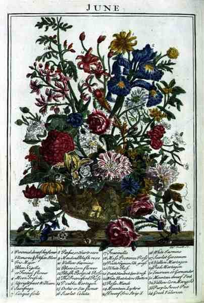 ロバート・ファーバー（c.1674-1756）の「The Flower Garden Displayed」より6月、ジェームズ・スミスのエングレーヴィング、パブ。1732年（彩色された彫刻）。 作： Pieter（後）Casteels