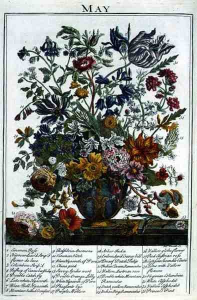 ロバート・ファーバー（c.1674-1756）の「The Flower Garden Displayed」より5月、ジェームズ・スミスの彫刻、パブ。1732年（彩色された彫刻）。 作： Pieter（後）Casteels