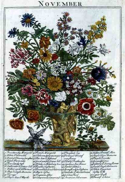 ロバート・ファーバー（c.1674-1756）の「The Flower Garden Displayed」より、11月、ジェームズ・スミスのエングレーヴィング。1732年（彩色済み彫刻） 作： Pieter（後）Casteels