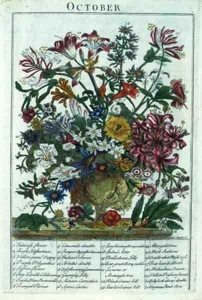 ロバート・ファーバー（c.1674-1756）の「The Flower Garden Displayed」より、10月、ジェームズ・スミスのエングレーヴィング、パブ。1732年（彩色された彫刻）。 作： Pieter（後）Casteels