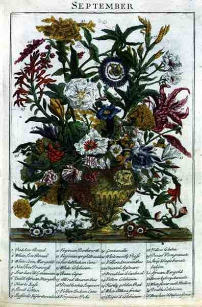 ロバート・ファーバー（c.1674-1756）の「The Flower Garden Displayed」より、1732年に出版されたJames Smithのエングレービングによる9月の作品。1732年（彩色された彫刻）。 作： Pieter（後）Casteels