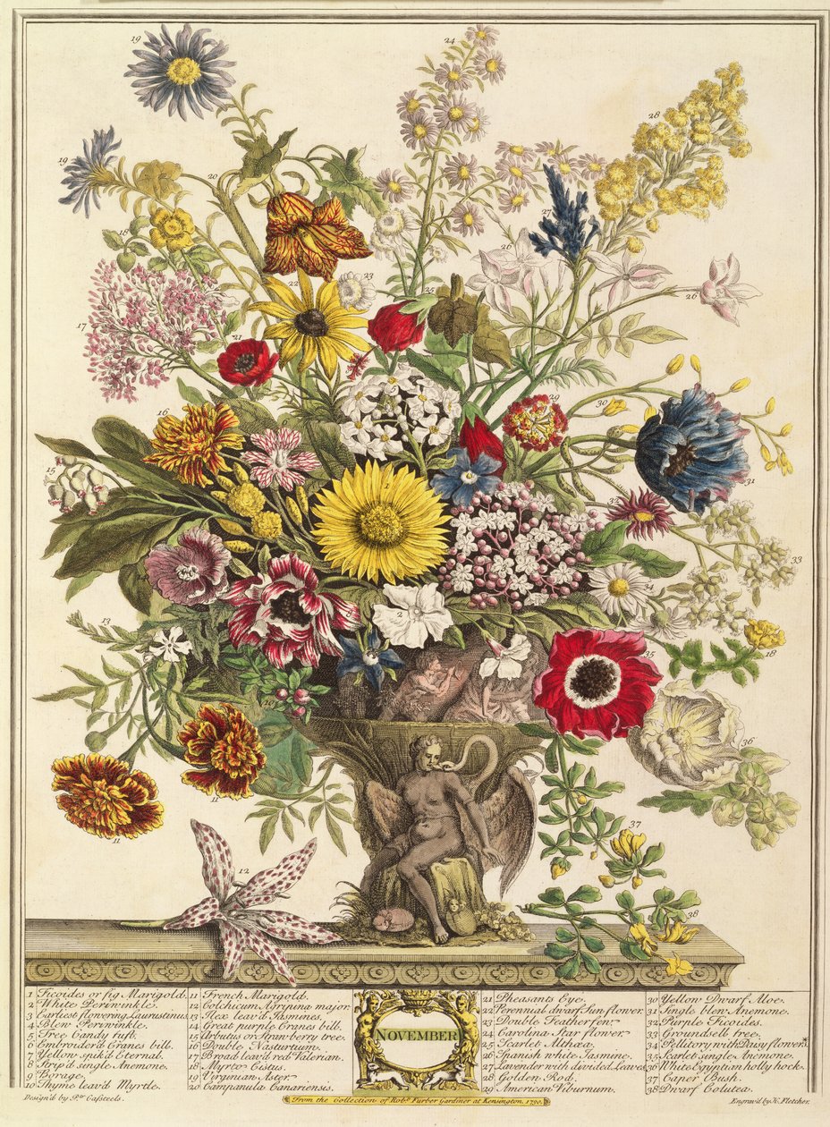 11月、ヘンリーフレッチャーによって彫刻されたロバートファーバー（c.1674-1756）の「12か月の花」から（カラー彫刻） 作： ピーターカステル