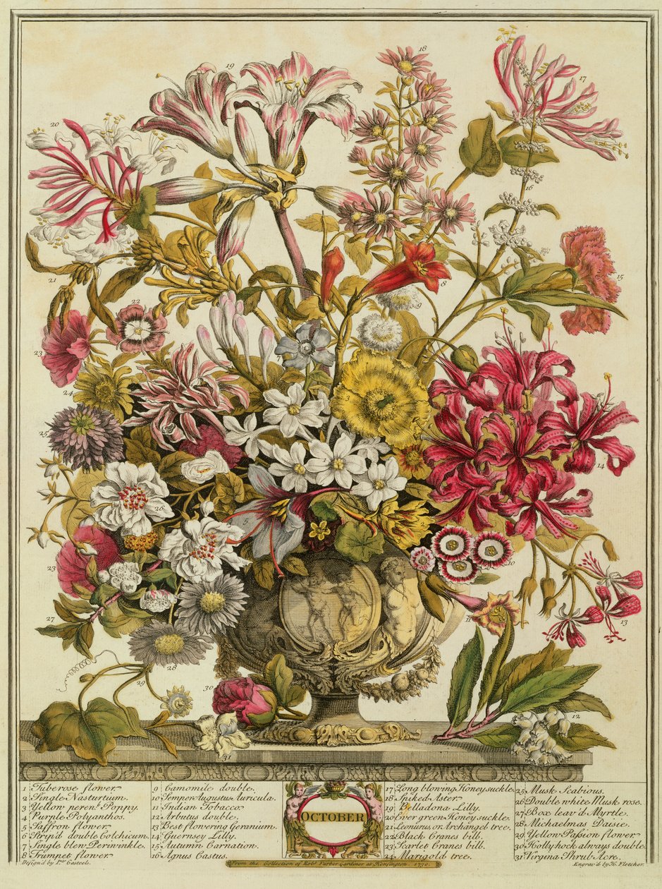 10月、ヘンリー・フレッチャーによって彫刻されたロバート・ファーバー（c.1674-1756）の「12か月の花」から（カラー彫刻） 作： ピーターカステル