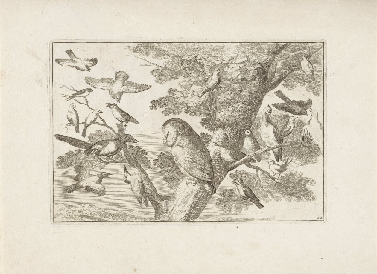 ブームのUil en andere vogels 別の鳥（シリーズタイトル） さまざまな鳥の最も完璧な姿 (...) (シリーズのタイトル) 作： ペーターシェンク（I）（帰属）