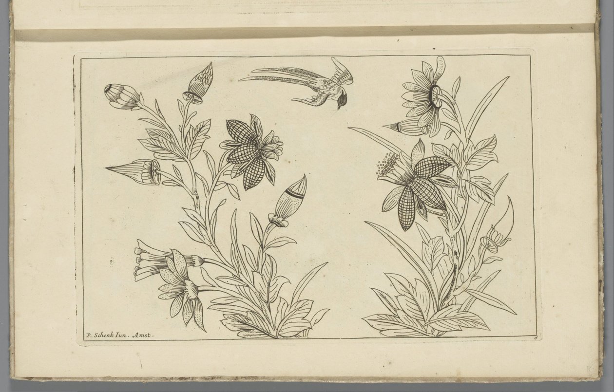 2 つの花の茂みとツバメ 中国の花鳥（連載タイトル） 作： ピーター・シェンク（II）