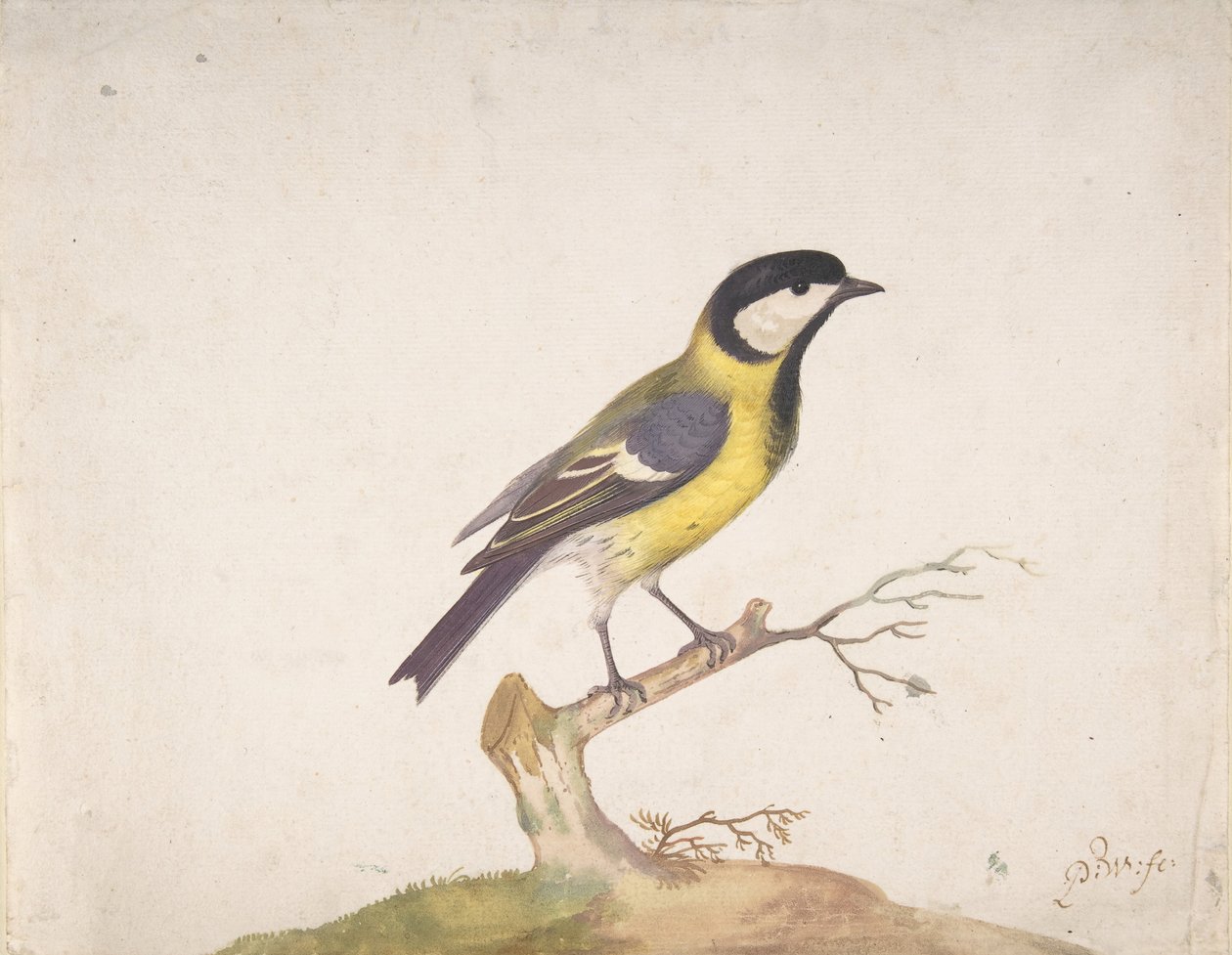 枝にとまるシジュウカラのヤマガラ、1670～93年。 作： ピーター・ウィーズ