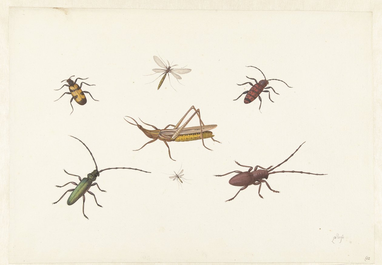 7 種類の昆虫のシート 7 種類の昆虫のシート 作： ピーター・ウィーズ