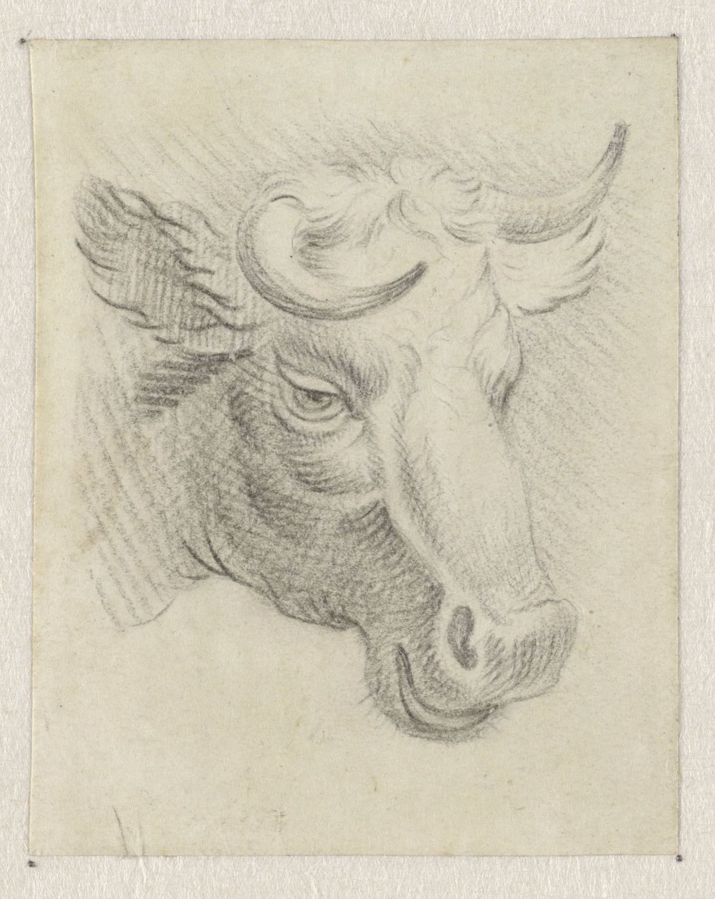牛の頭 作： Pieter de Goje