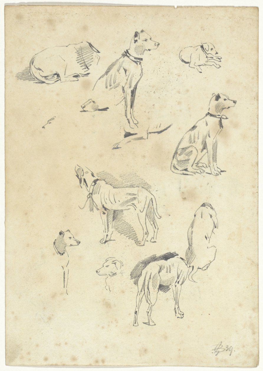 犬の研究 作： ピーター・ヴァン・ルーン
