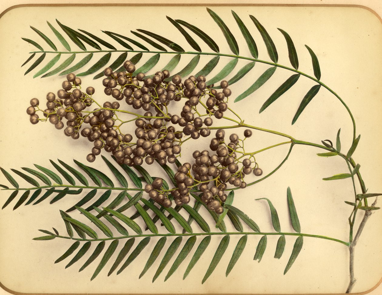 紫の花、1870年代（アルブメンプリント） 作： ピエトロ・ギディ