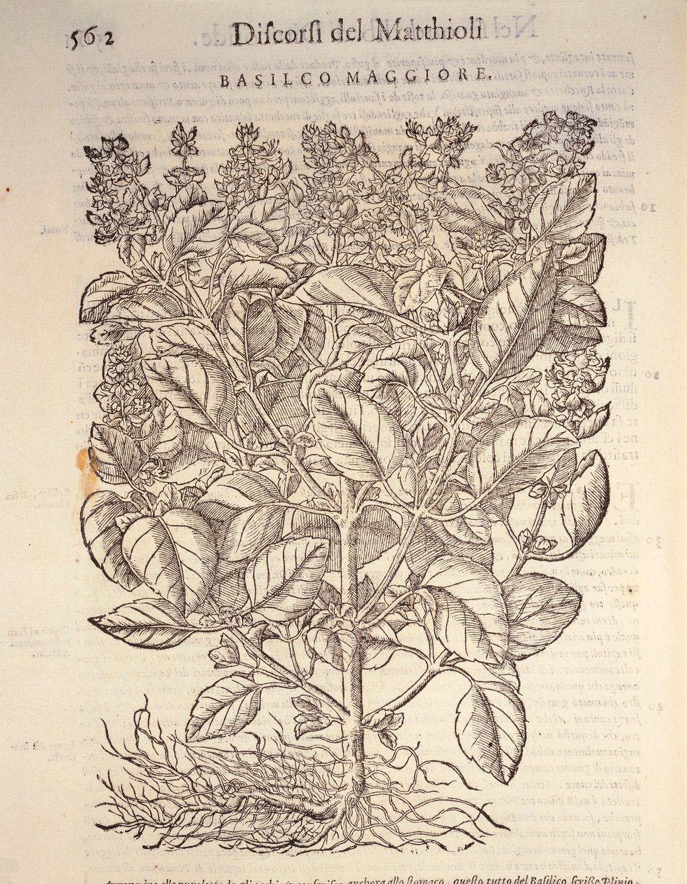 バジル（ocymum basilicum）、ピエル・アンドレア・マッティオリの版画 作： ピエトロアンドレアマッティオーリ