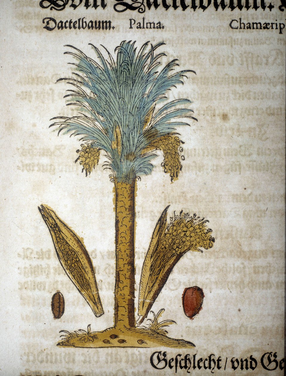 ボタニカルボード。ヤシの木とナツメヤシ - "herbarium mattioli "にて。 作： ピエトロアンドレアマッティオーリ