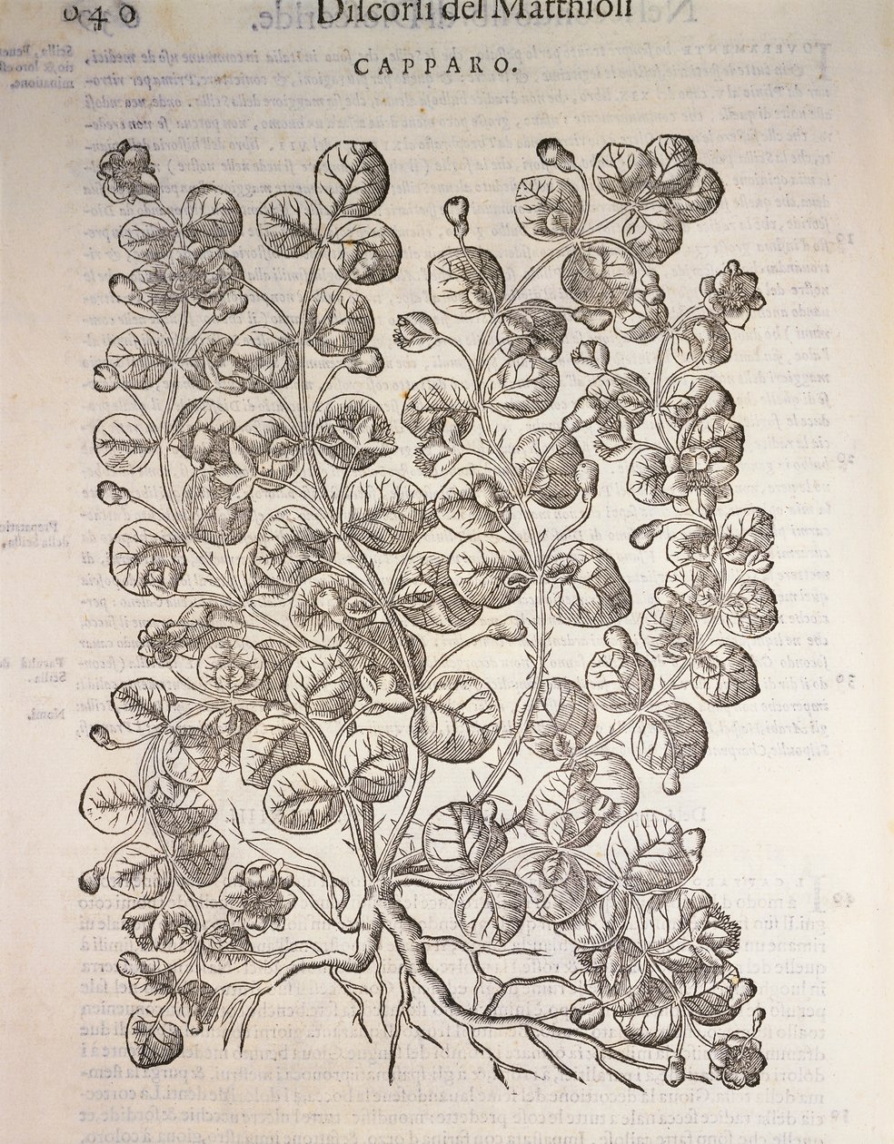 Caper bush（Capparis spinosa）、Pier Andrea Mattioliの彫刻 作： ピエトロアンドレアマッティオーリ