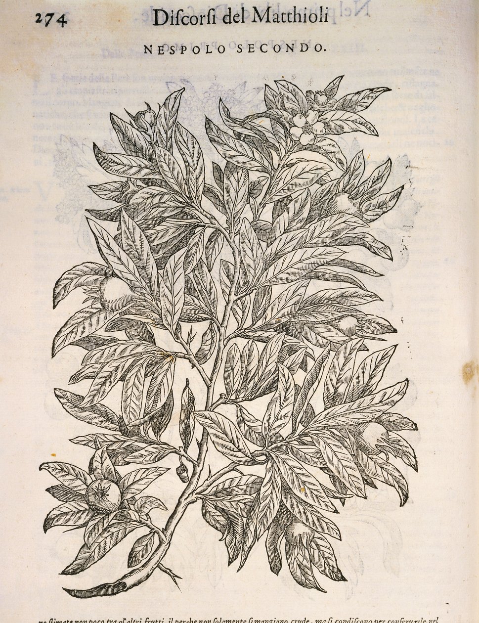 メドラー（Mespilus germanica）、Pier Andrea Mattioliの彫刻 作： ピエトロアンドレアマッティオーリ
