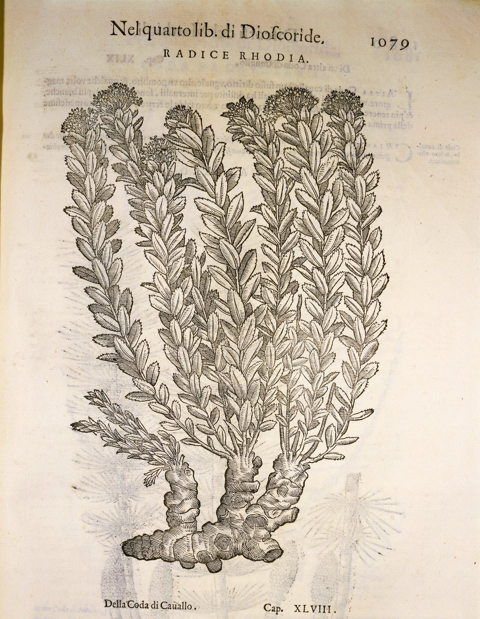 ゴールデンルート（Rhodiola rosea）、ピエル・アンドレア・マッティオリの版画 作： ピエトロアンドレアマッティオーリ