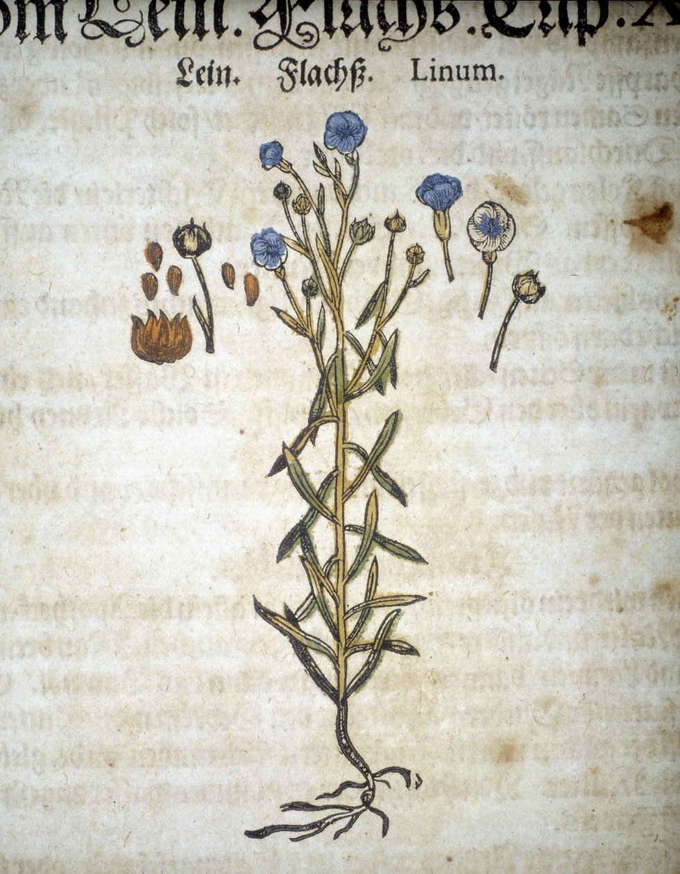 Lin or Linum - "Herbarium Mattioli "にて。 作： ピエトロアンドレアマッティオーリ