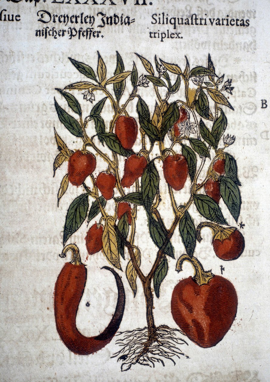 ピーマンまたはSiliquaftri varietas triplex - "Herbier Mattioli "にて。 作： ピエトロアンドレアマッティオーリ