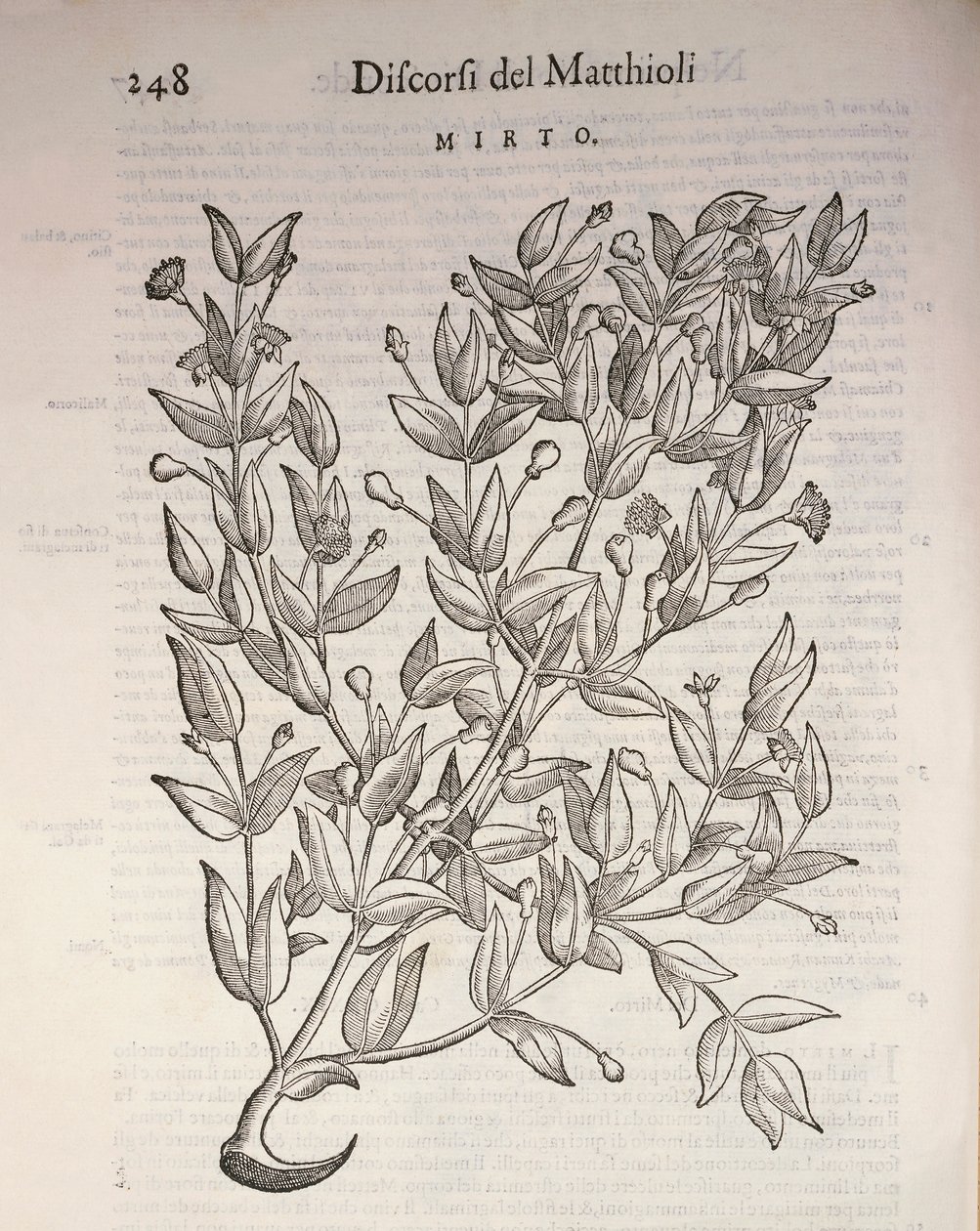 真のマートル（Myrtus communis）、Pier Andrea Mattioliによる彫刻 作： ピエトロアンドレアマッティオーリ