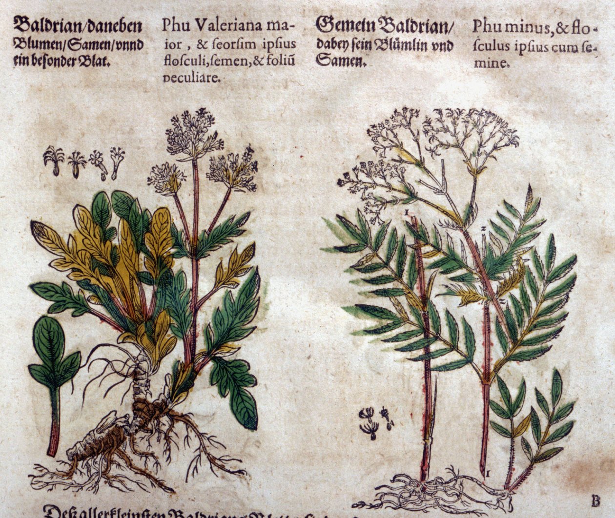 バレリアン：植物の説明を持つ2つの種 作： ピエトロアンドレアマッティオーリ