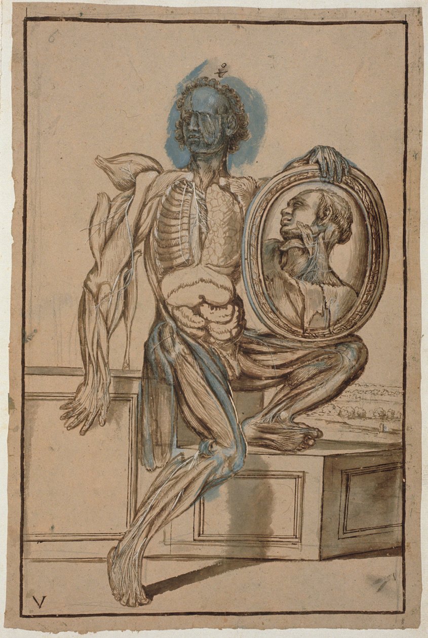 Ms Hunter 653 Plate V Anatomical Drawing、c.1610（紙に鉛筆とチョーク） 作： ピエトロダコルトーナ