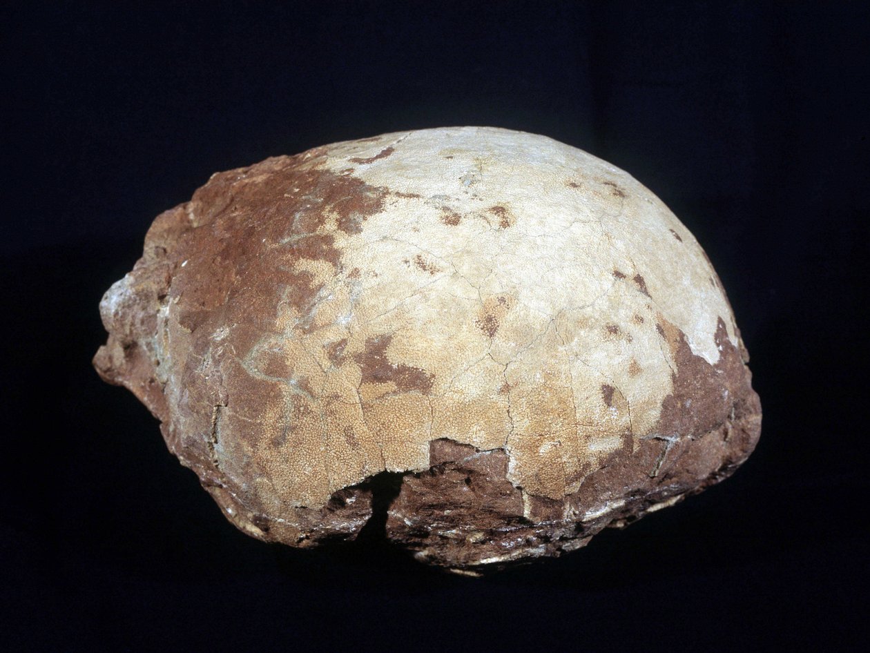 プロヴァンス地方で発見された白亜紀後期（約6500万年前）の大型草食恐竜（約12m）、ヒプセロサウルス・プリスクスの卵。エクス・アン・プロヴァンスの自然史博物館。 作： 先史時代先史時代