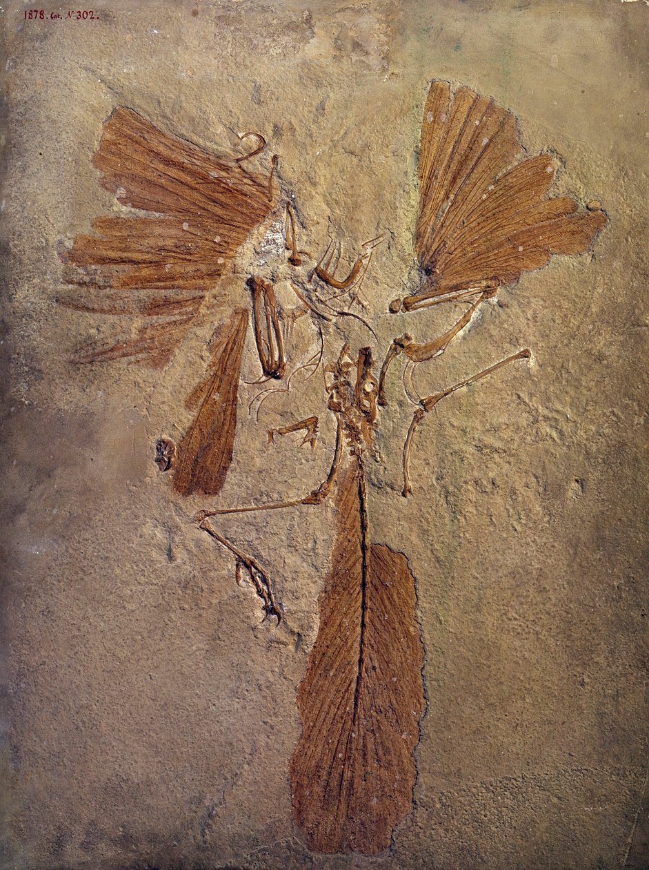 先史時代：アルケオプテリクスの化石、鳥類の先史時代の動物。パリ、自然史博物館 作： 先史時代先史時代