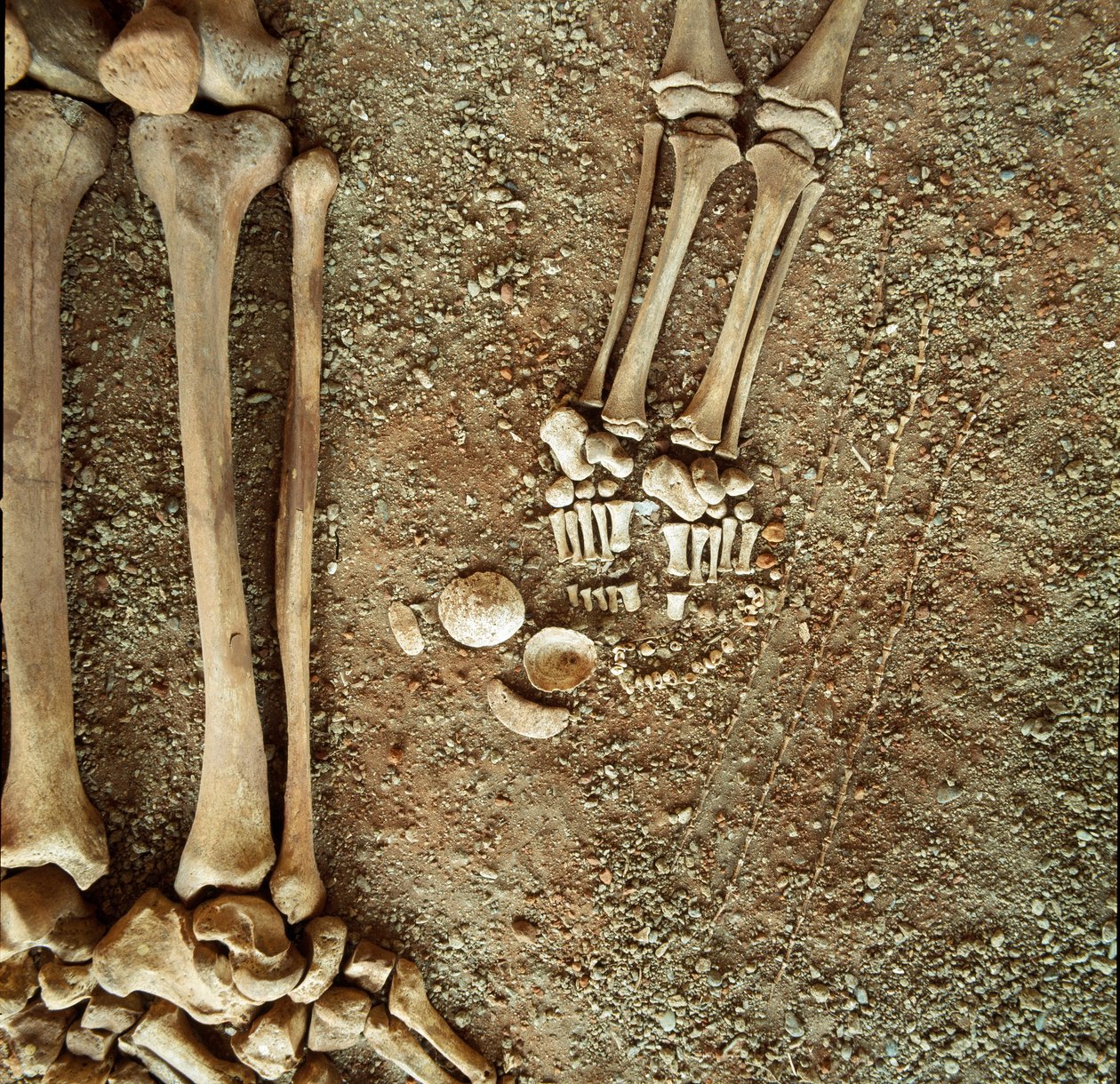 先史時代：大人と子供のダブル葬儀。葬儀衣装の詳細図。子供の足元には、リグーリア州のアレーネ洞窟（フィナーレ・リグーレ）で出土した3匹のリスの尻尾、貝殻、石が置かれている。中石器時代、紀元前7000〜6000年。ジュネ、ムゼオ・ディ・アーチ 作： 先史時代先史時代