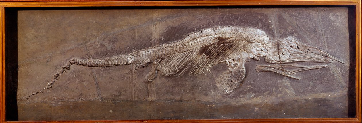先史時代：先史時代の動物、パレイアサウダーの化石（パリ、自然史博物館 作： 先史時代先史時代