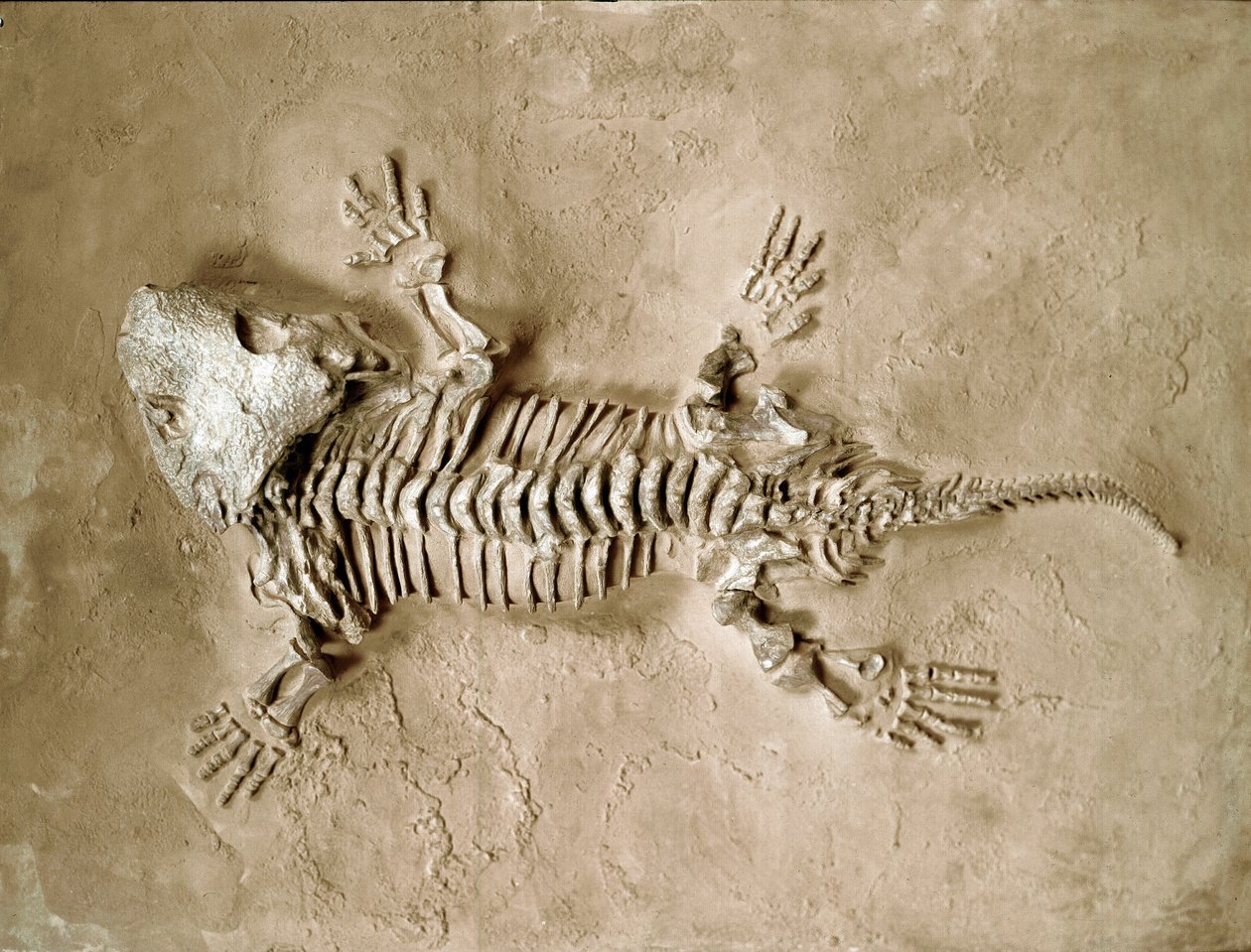 先史時代：アメリカ・テキサス州で発見された両生類爬虫類「セイモリア・バイオロレンシス」の化石。二畳紀。ミラノ市立自然史博物館 作： 先史時代先史時代
