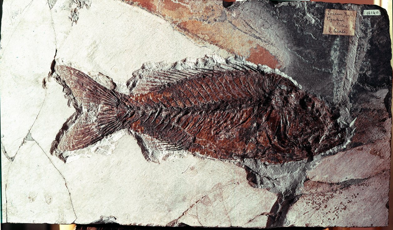 先史時代：Mount Bolca（イタリア）の遺跡から出土したSparnodus Elongatusという魚の化石。始新世。ミラノ市立自然史博物館（Museo civico di storia naturale 作： 先史時代先史時代