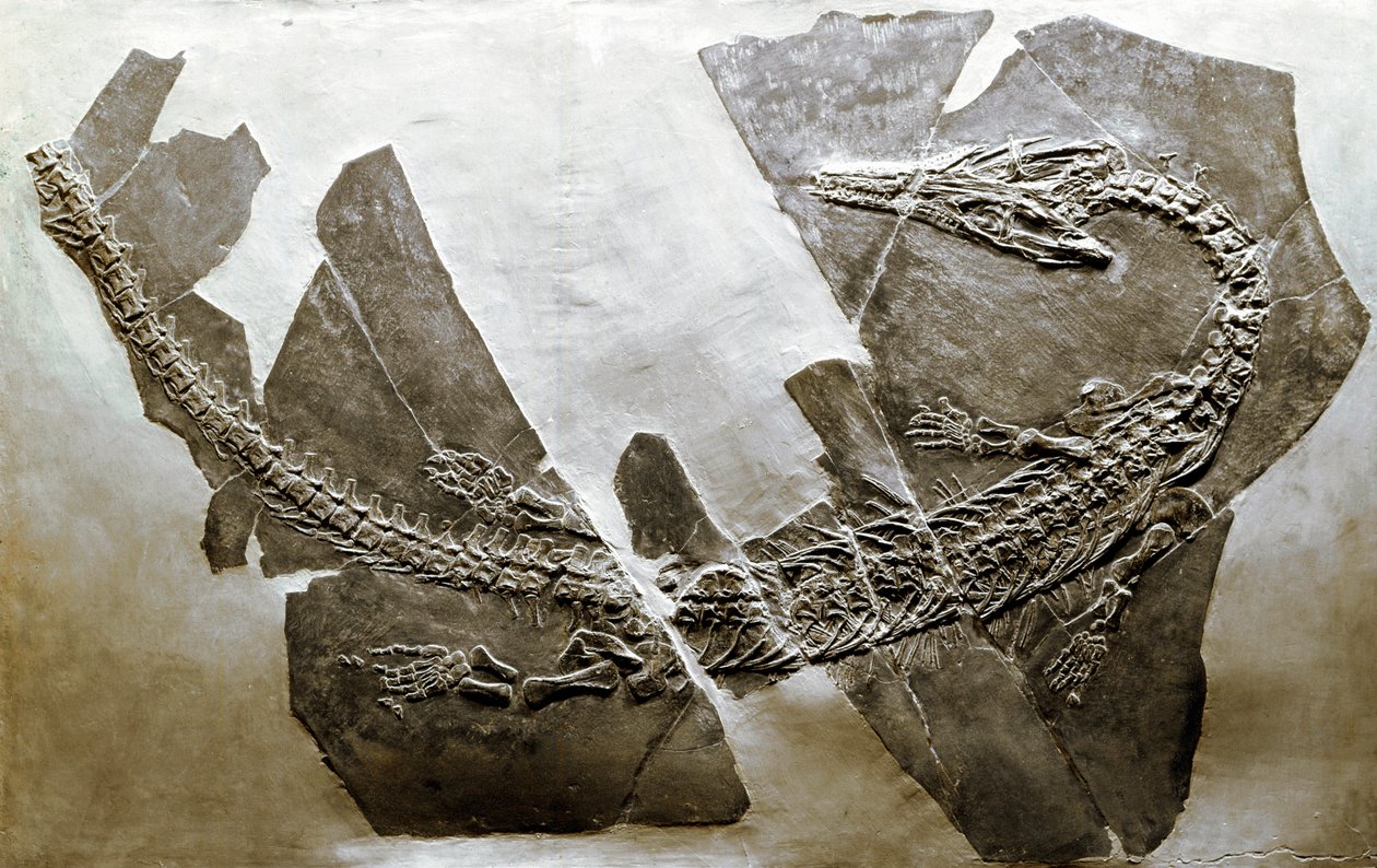 先史時代：ベサノ（イタリア）から出土した水生爬虫類アスケプトサウルス・イタリクス（Askeptosaurus italicus）の化石。中期三畳紀の時代。ミラノ市立自然史博物館（Museo civico di storia naturale 作： 先史時代先史時代
