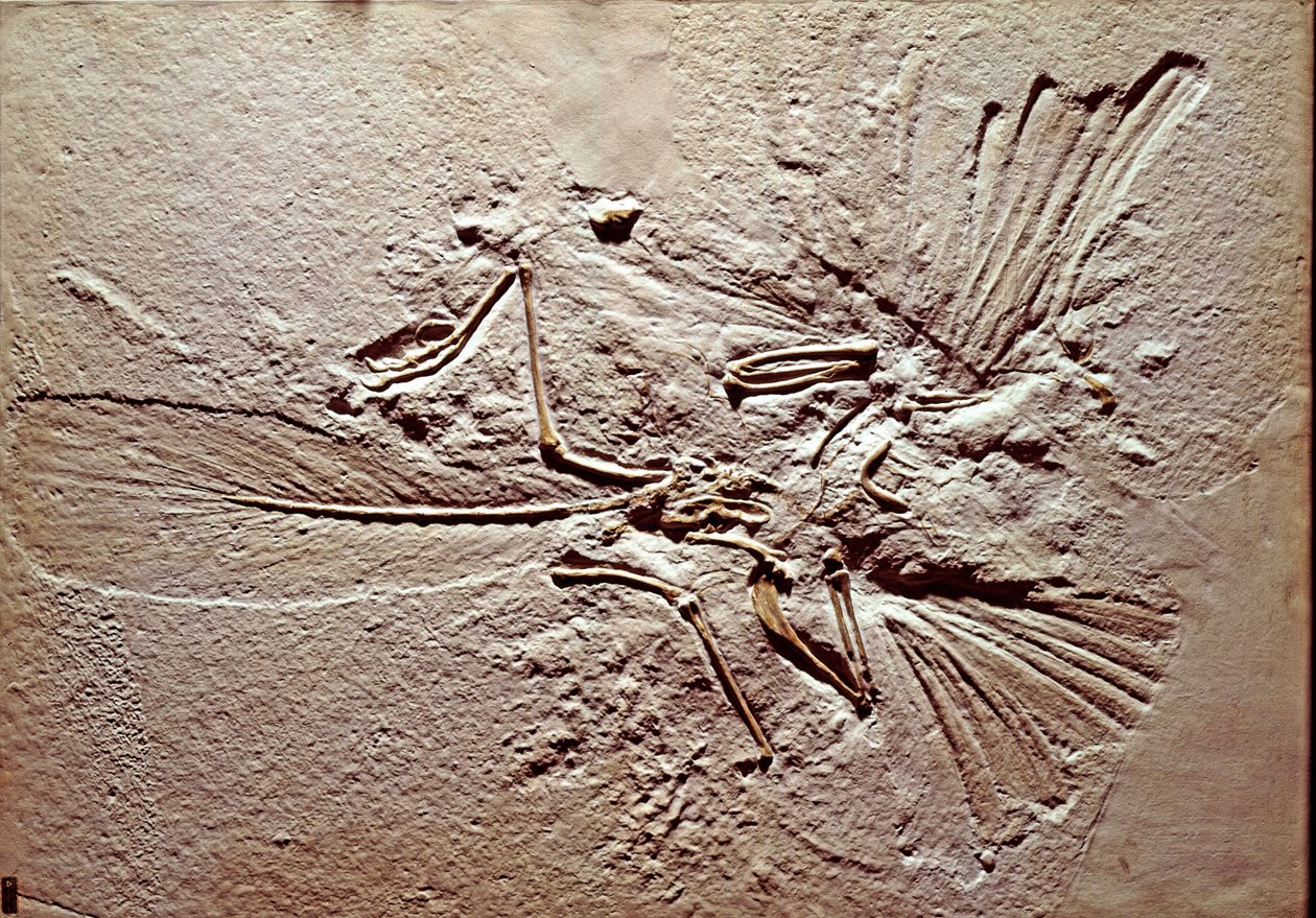 先史時代： ソルンホーフェン（ドイツ）の遺跡から出土した鳥類アーケオプテリクス（archeopteryx）のリトグラフの化石。スペリオルジュラ紀。ミラノ市立自然史博物館蔵 作： 先史時代先史時代