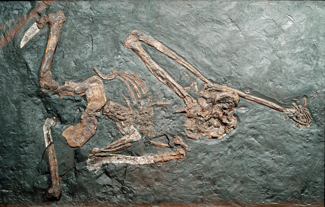 先史時代：バンボリ山（グロッセート）から出土した偉大な霊長類オレオピテクス（Oreopithecus bambolii）の化石。中新世。ミラノ市立自然史博物館 作： 先史時代先史時代