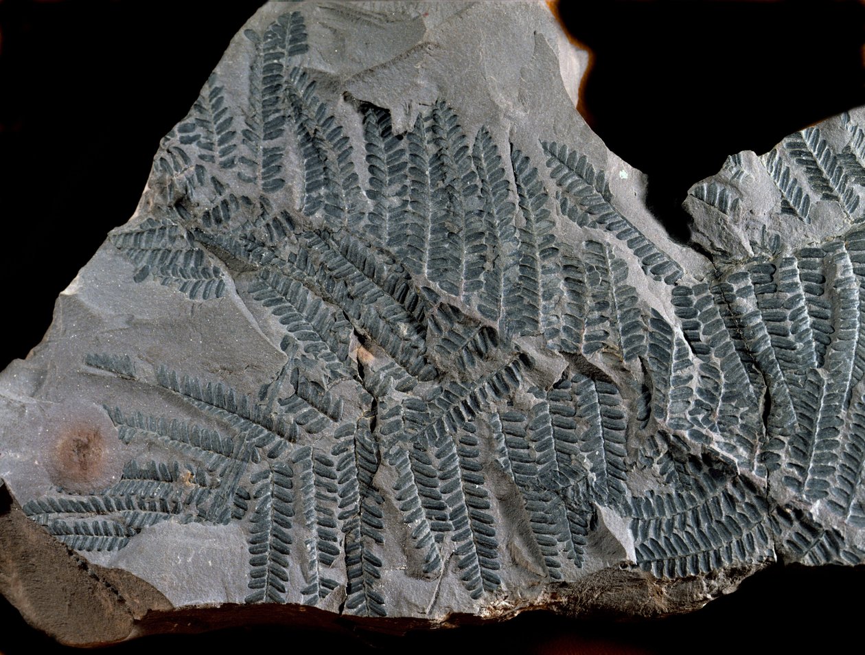 先史時代：高次炭素紀の期間。シダ植物科のアシテカ・ポイモルフェの化石。ドイツのGottelbornで探す 作： 先史時代先史時代