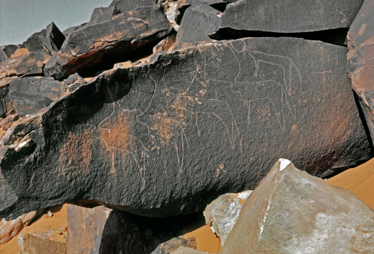 先史時代、ロックアート：牛の表現の墓石。Tazinaスタイル。石器時代紀元前5000-2000年。アルジェリア、ホッグガル高原（アハガル）、タギット 作： 先史時代先史時代