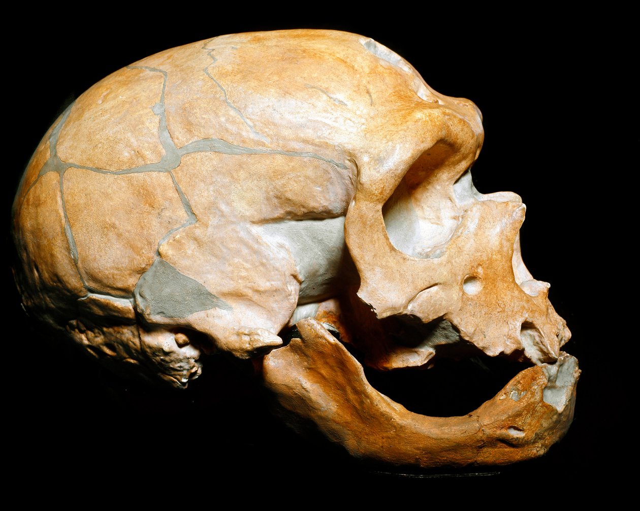 先史時代：「聖者の礼拝堂の男」（Chapelle aux Saints）の頭蓋骨、ネアンデルタール人（Neanderthal or Neandertal: Homo sapiens）の男、旧石器時代。1908年にコレーズで再会。ミラノの市民自然史博物館-先史時代。人間の頭蓋骨（ミラノ 作： 先史時代先史時代