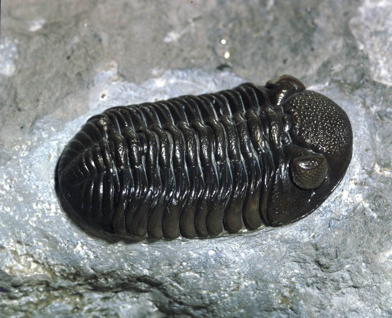 先史時代：三葉虫Phacops Ranaの化石（節足動物）。古生代の時代、デボン紀の期間。アメリカ・オハイオ州で探す 作： 先史時代先史時代