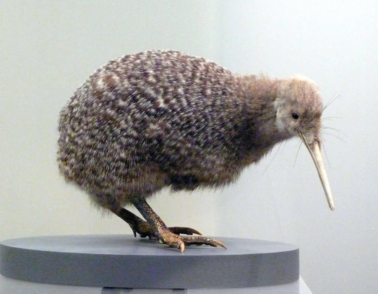 飛べない鳥の剥製キウイ（apterygides）のサンプル。ニュージーランド、オークランド博物館 作： 先史時代先史時代
