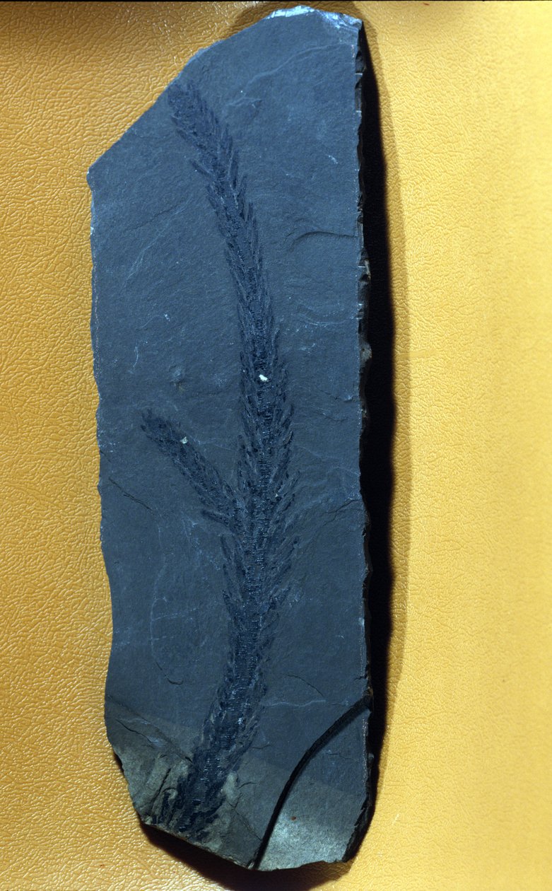 先史時代の中生代の上部三畳紀の針葉樹の化石Glyptolepsis keuperiana。 作： 先史時代先史時代