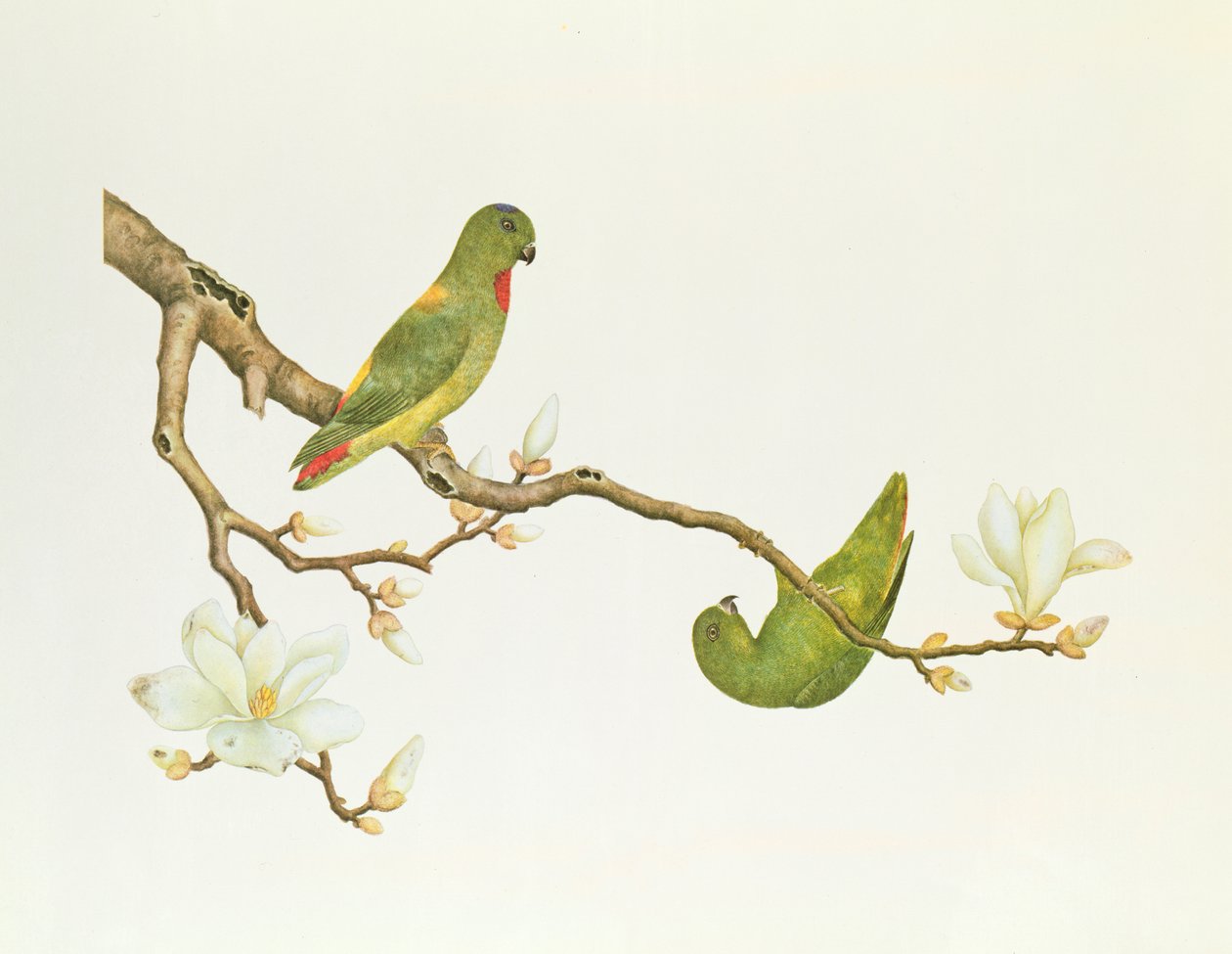マグノリアの枝にぶら下がっている青戴冠したインコ、Ch&39;ien-lung時代（1736-1796）（紙の色） 作： 清王朝の中国語学校