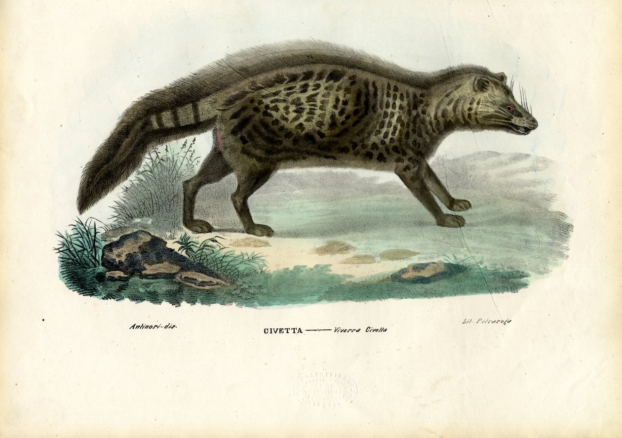 アフリカのシベット、1863-79 作： ライムンドペトラロイア