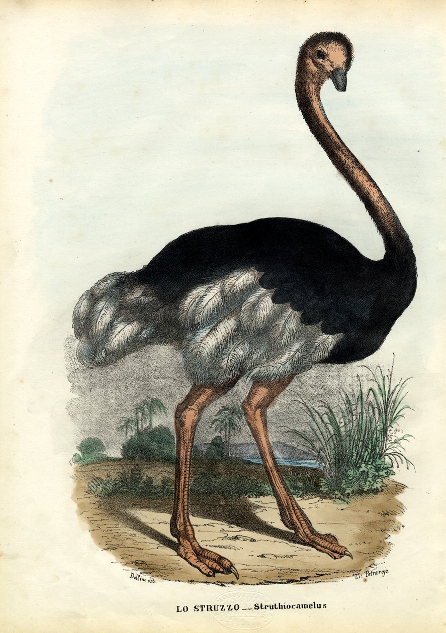 アフリカのダチョウ、1863-79 作： ライムンドペトラロイア