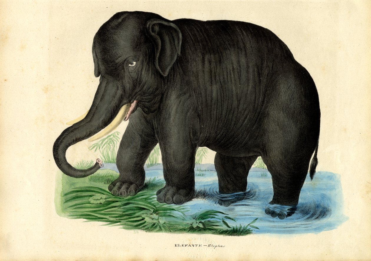アジアゾウ、1863-79 作： ライムンドペトラロイア