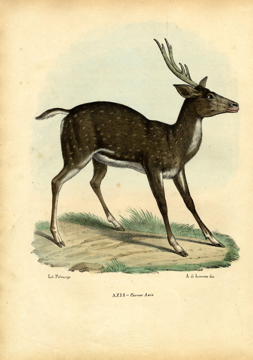 Axis Deer、1863-79 作： ライムンドペトラロイア